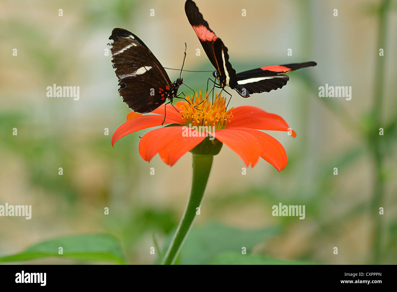 Beautiful butterfly on plant and/or orange flower Stock Photo