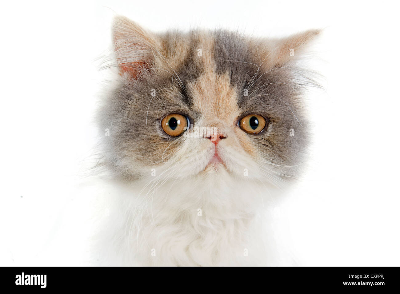 persian kitten in front of a white background Stock Photo