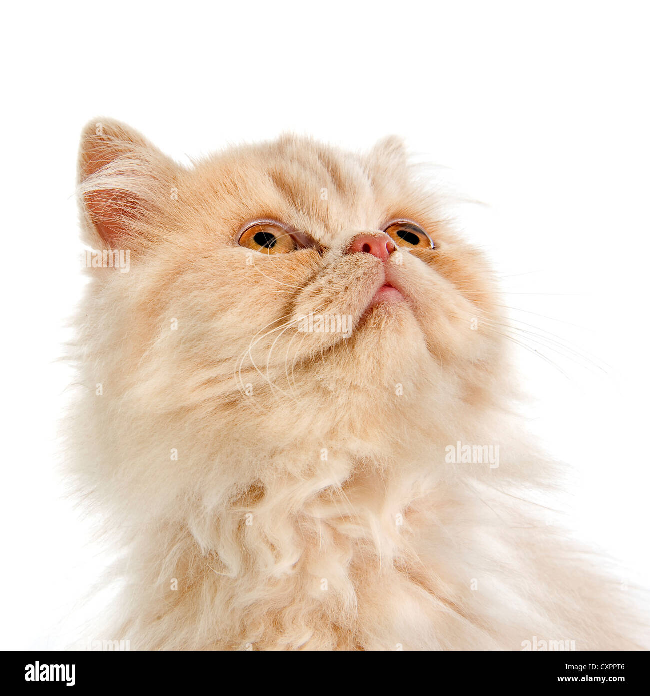 head of persian kitten in front of a white background Stock Photo