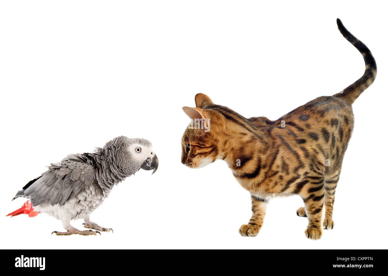 scaring African Grey Parrotand bengal cat in front of white background Stock Photo