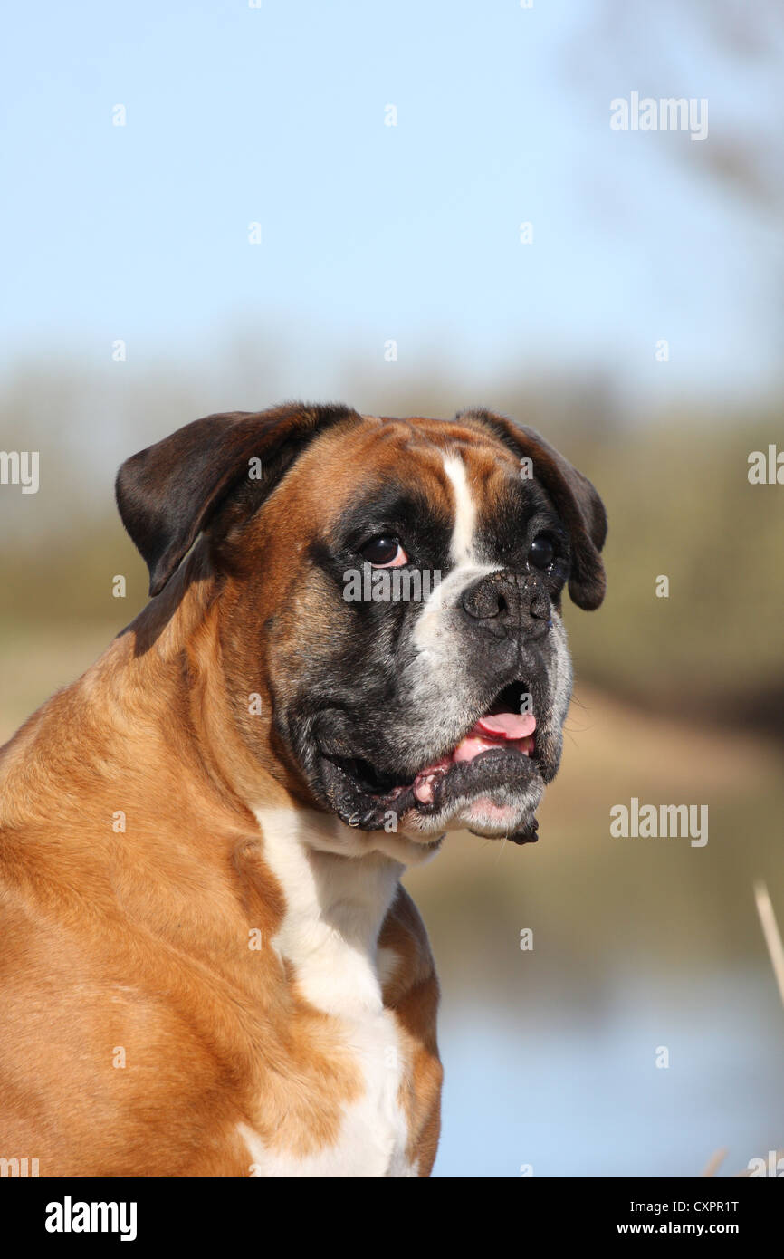 German Boxer Portrait Stock Photo - Alamy