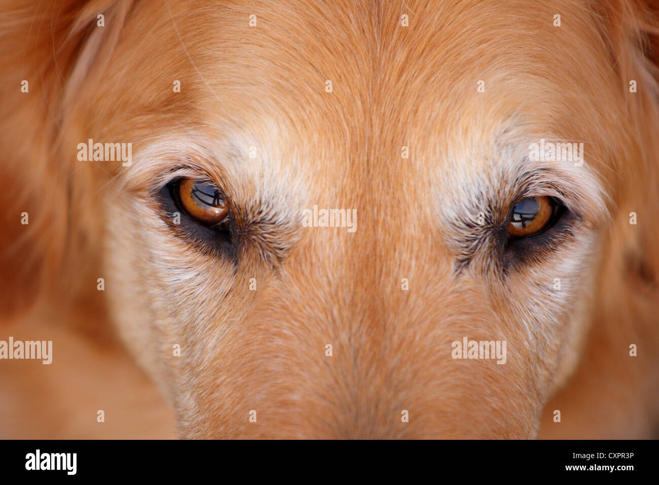 Golden Retriever eyes Stock Photo Alamy