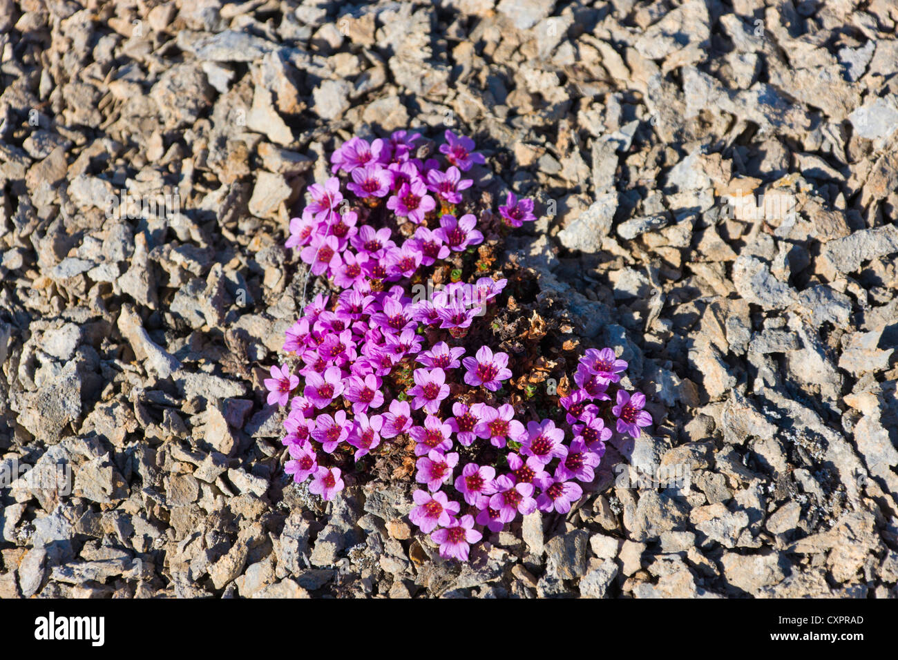 Purple saxifrage (Saxifraga oppositifolia), Spitsbergen, Norway Stock Photo
