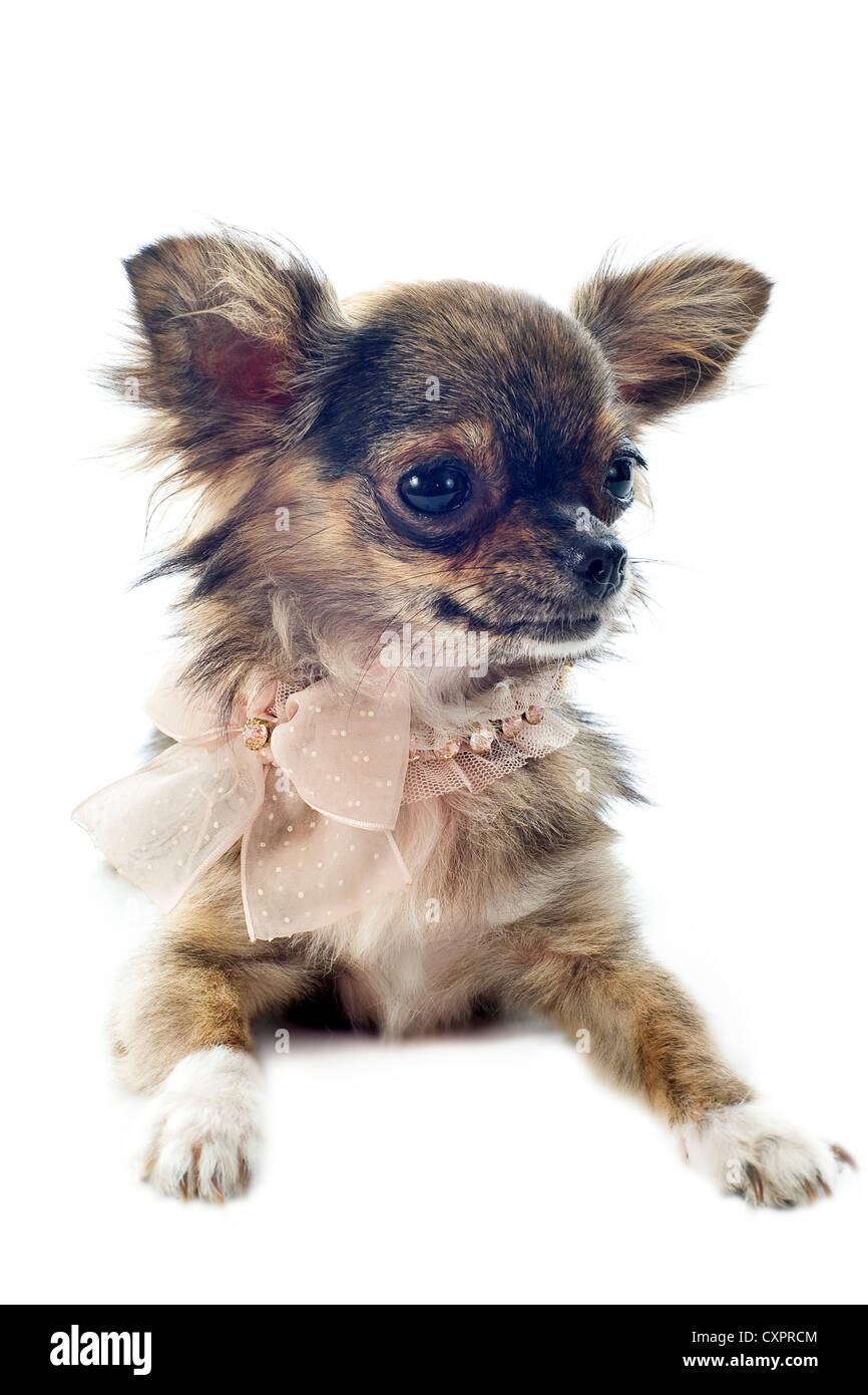 Brindle and white chihuahua 2025