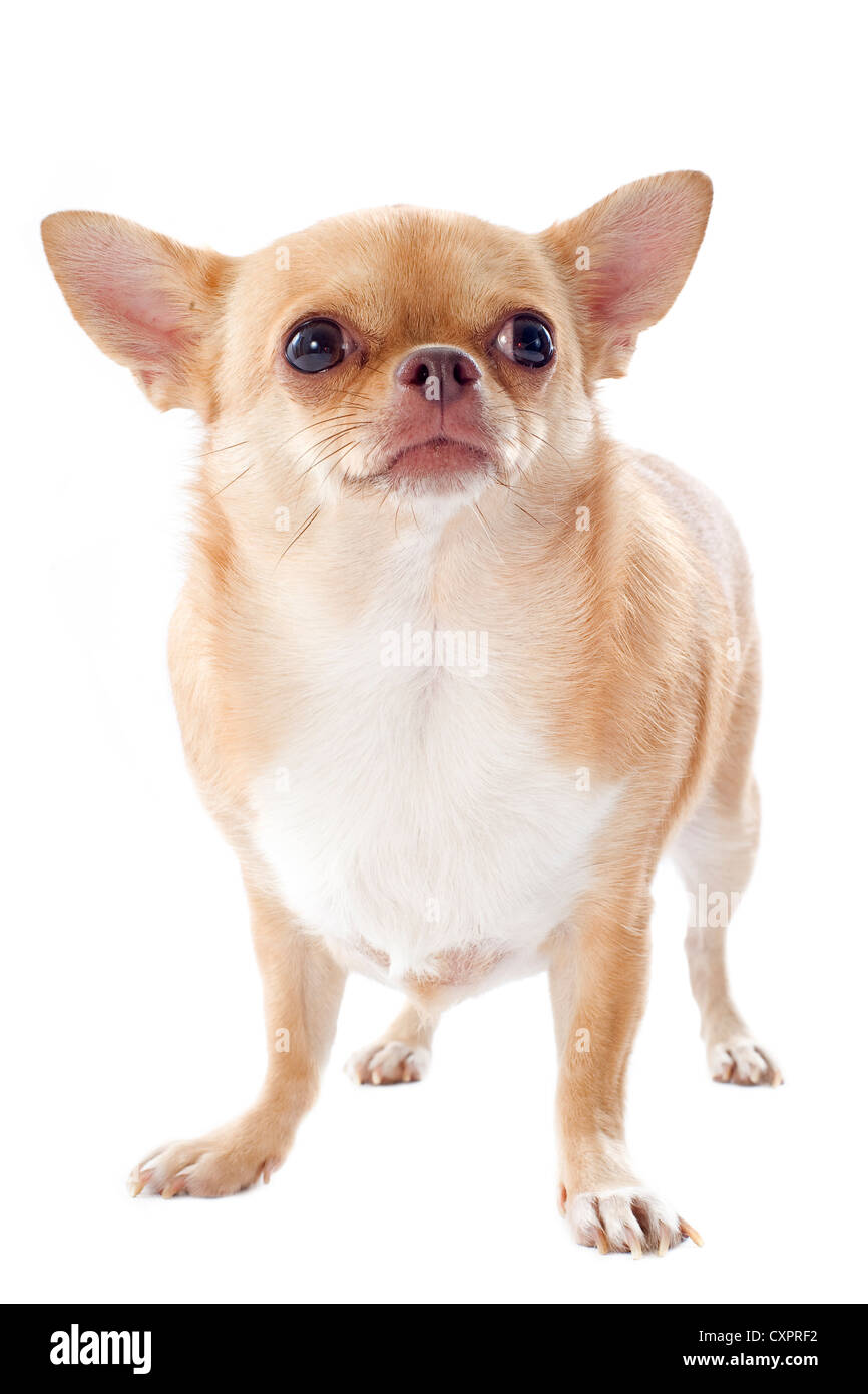 portrait of a fat purebred chihuahua in front of white background Stock Photo