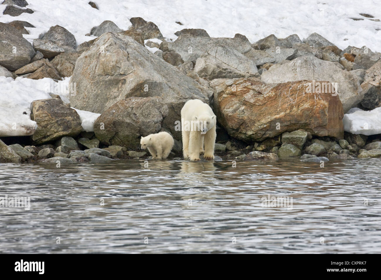 Polar bear with cub on the island, Spitsbergen, Norway Stock Photo