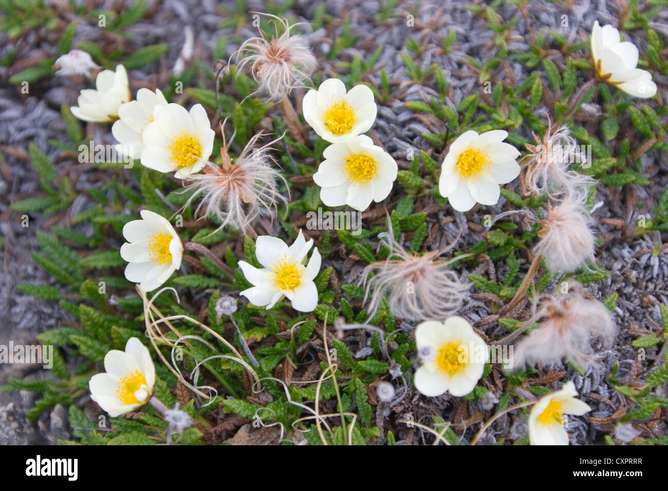 Tufted saxifrage (Saxifraga cespitosa), Liefdefjord, Spitsbergen, Norway Stock Photo