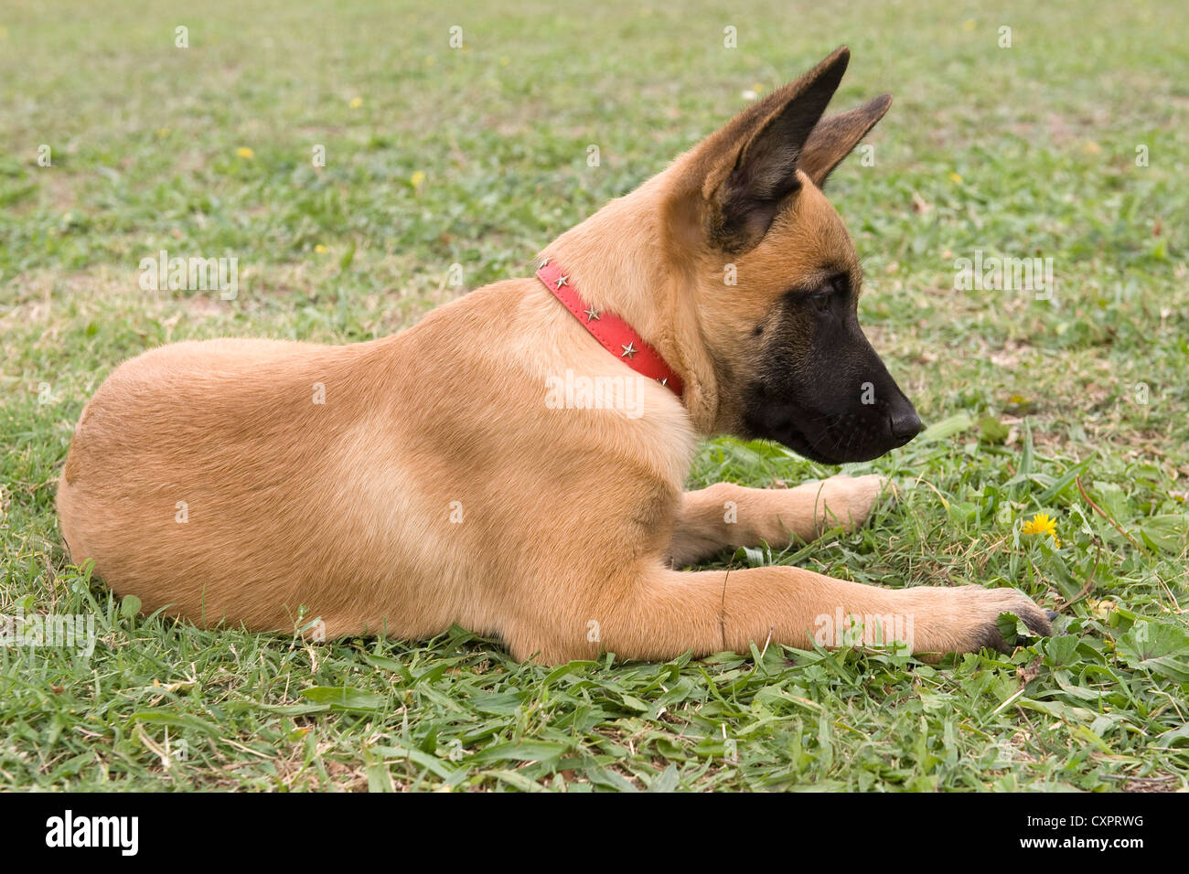 picture of a purebred belgian sheepdog malinois Stock Photo