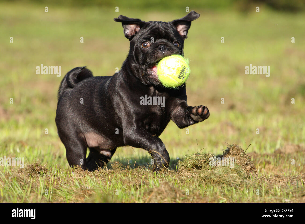 Black pugs hi-res stock photography and images - Alamy