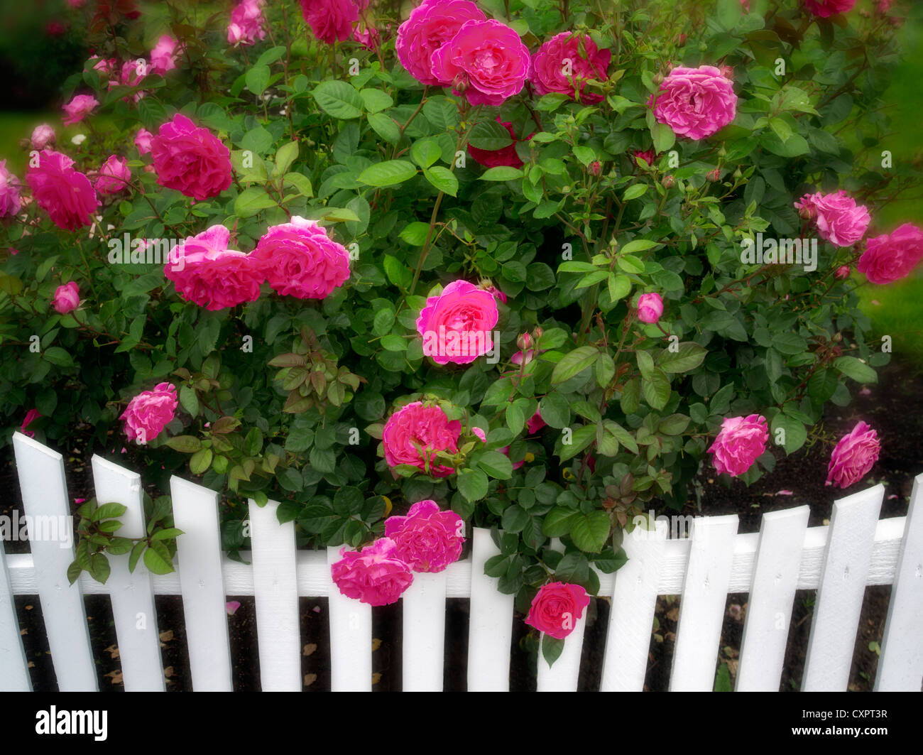 Roses growing near white picket fence. Heirloom Gardens. St. Paul, Oregon Stock Photo