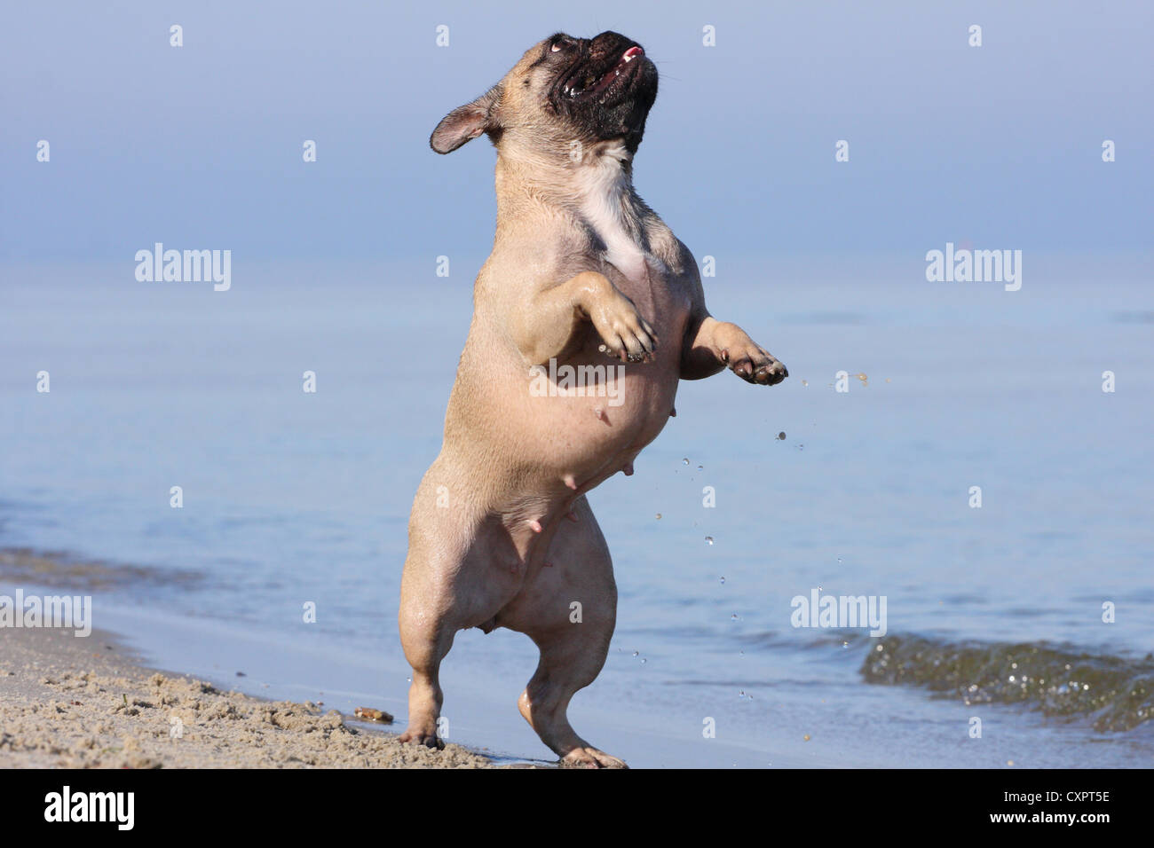 French Bulldog shows trick Stock Photo