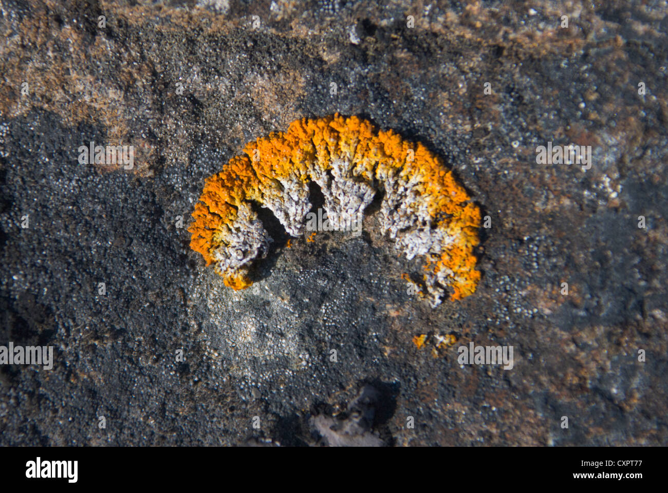 Tundra vegetation, Sundneset, Barentsøya, Spitsbergen, Norway Stock Photo