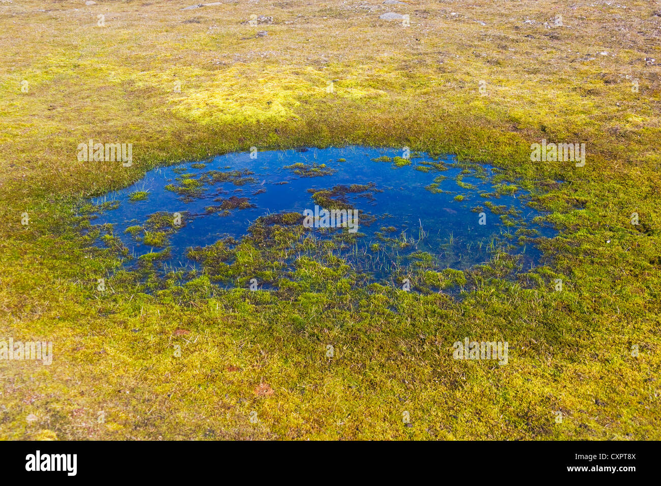 Tundra vegetation, Sundneset, Barentsøya, Spitsbergen, Norway Stock Photo