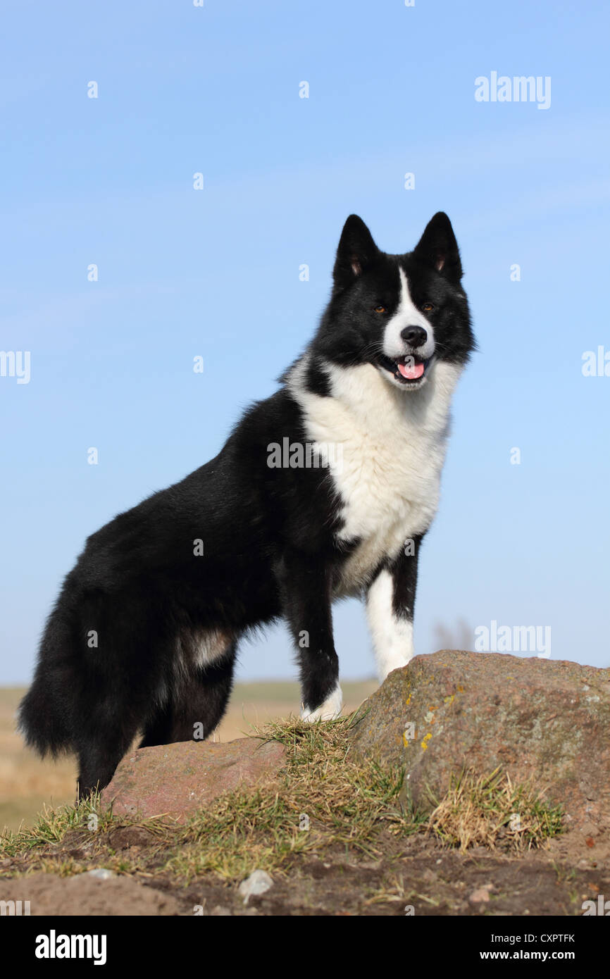 Karelian Bear Dog Stock Photo