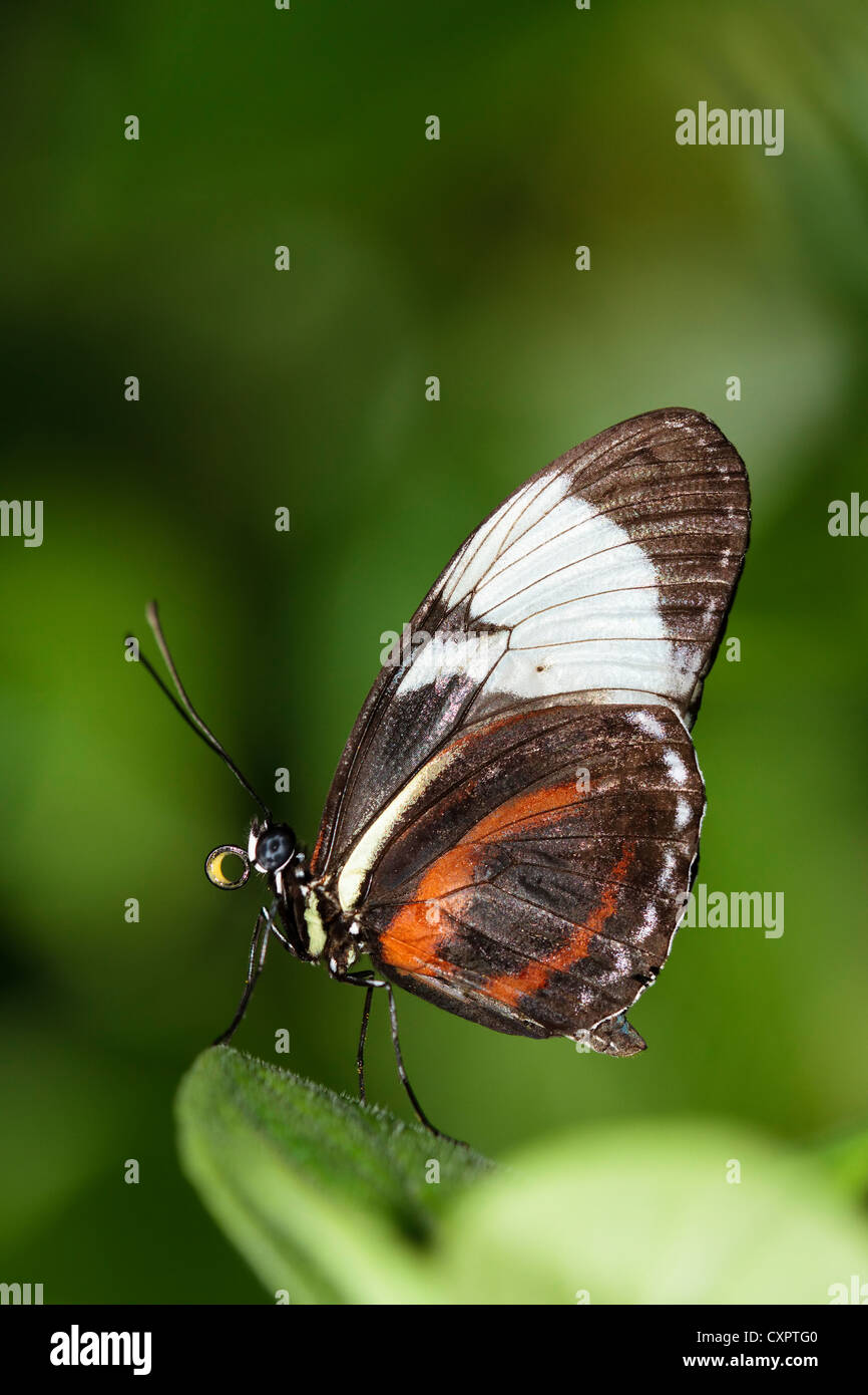 Cydno Longwing Butterfly Stock Photo