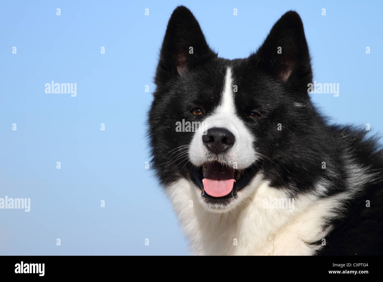 Karelian Bear Dog Portrait Stock Photo