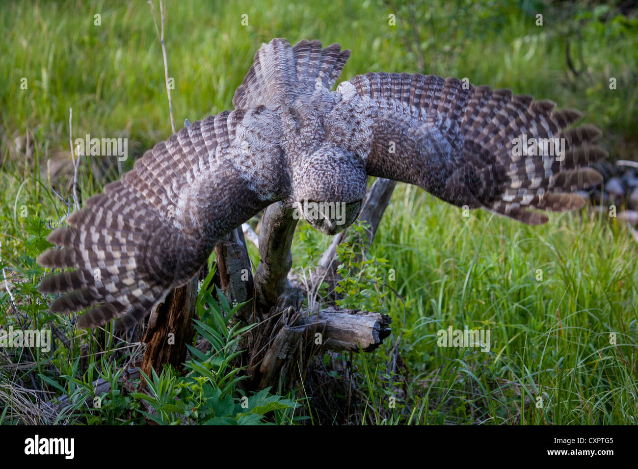 Great Gray Owl (Strix nebulosa) with rodent.  This picture is the 3rd in a series of 6 pictures of the owl catching the rodent. Stock Photo
