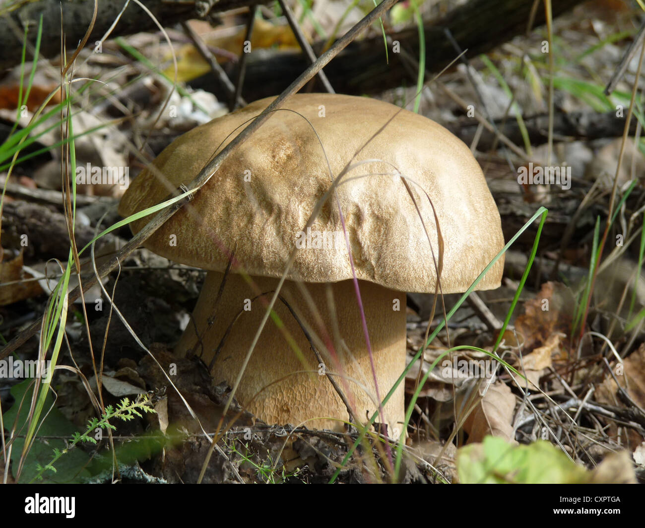 cep, mushroom, white, edible, food, collection, fall, hunting, nature ...