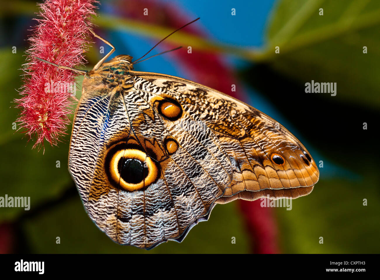 Owl Butterfly Stock Photo