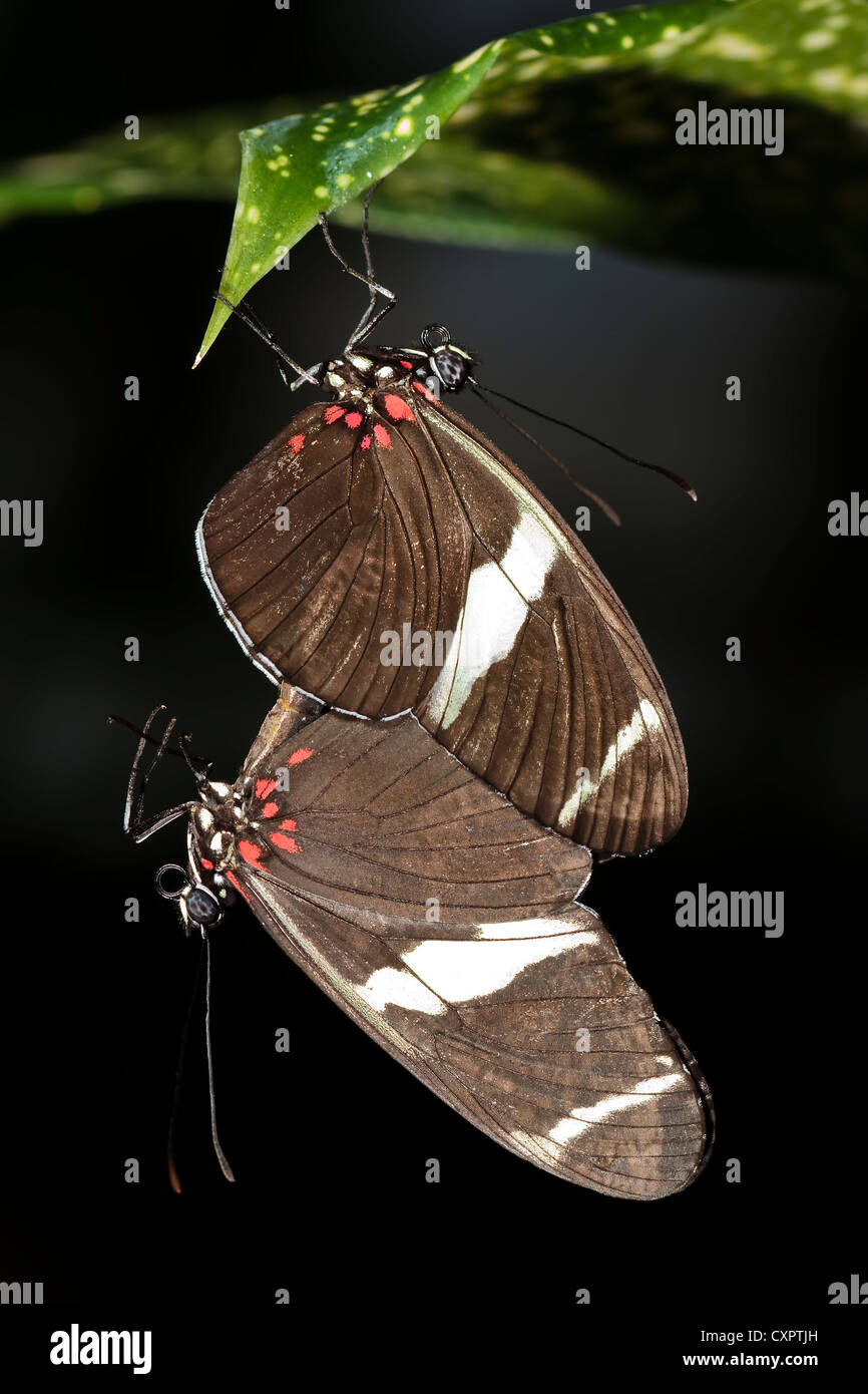 Sara Longwing Butterfly - Mating Stock Photo