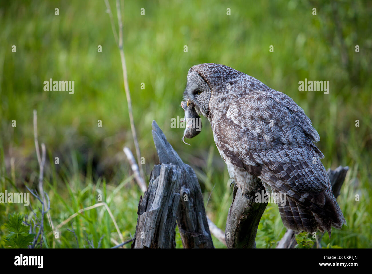 Great Gray Owl (Strix nebulosa) with rodent.  This picture is the 6th in a series of 6 pictures of the owl catching the rodent. Stock Photo