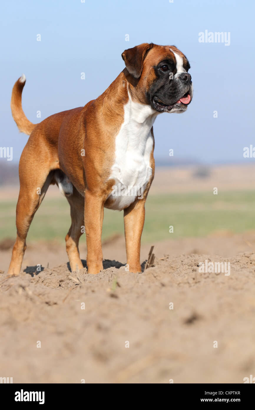 Boxer boxers dog dogs hi-res stock photography and images - Alamy