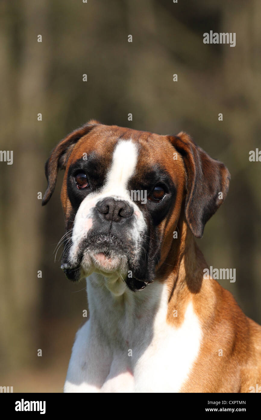 German Boxer Portrait Stock Photo - Alamy