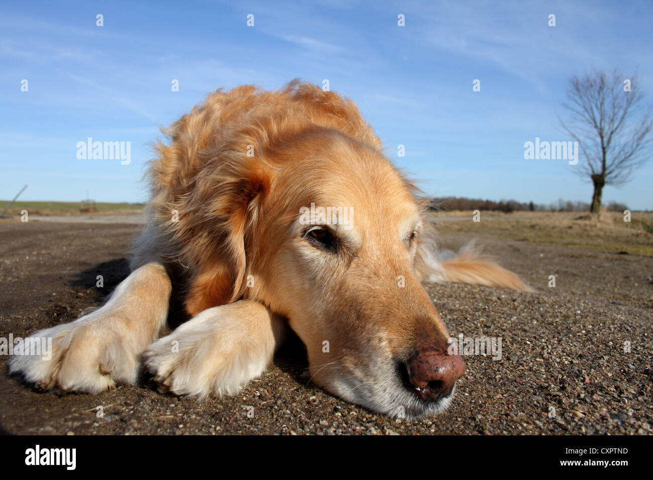 lying Golden Retriever Stock Photo - Alamy