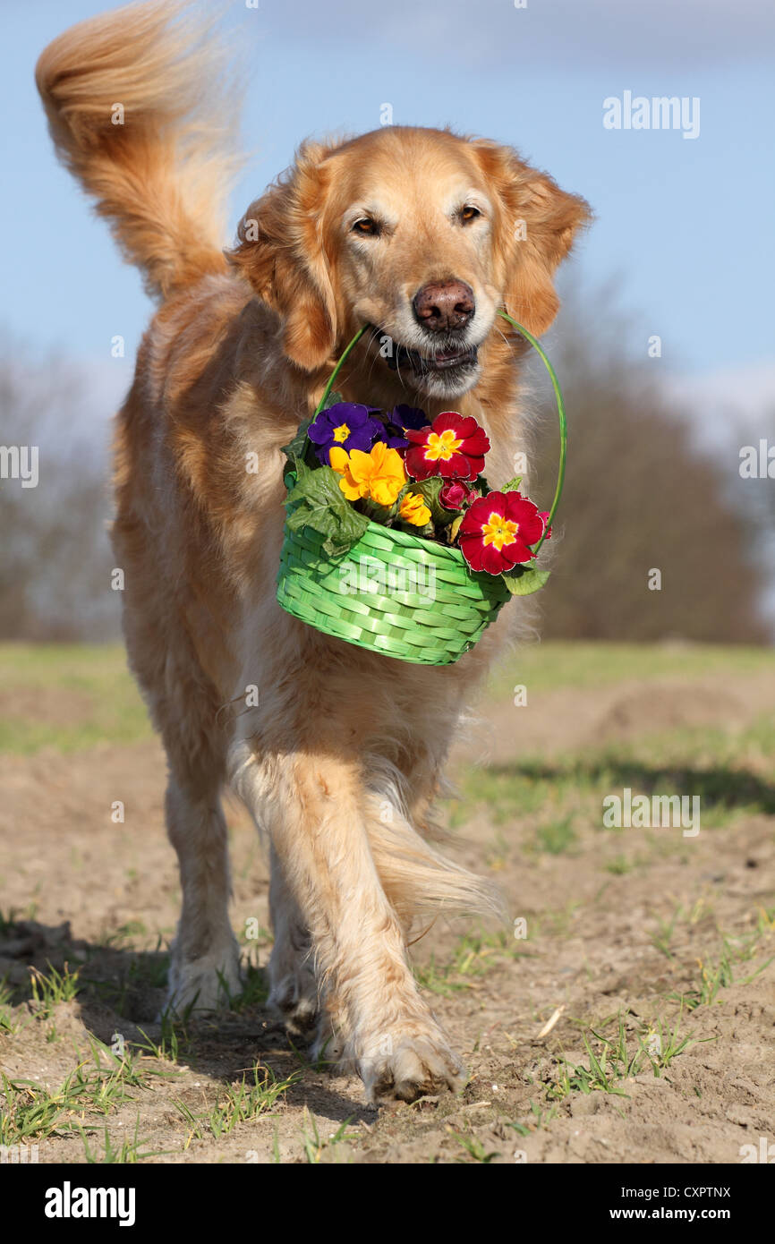 Golden Retriever retrieves flowers Stock Photo - Alamy
