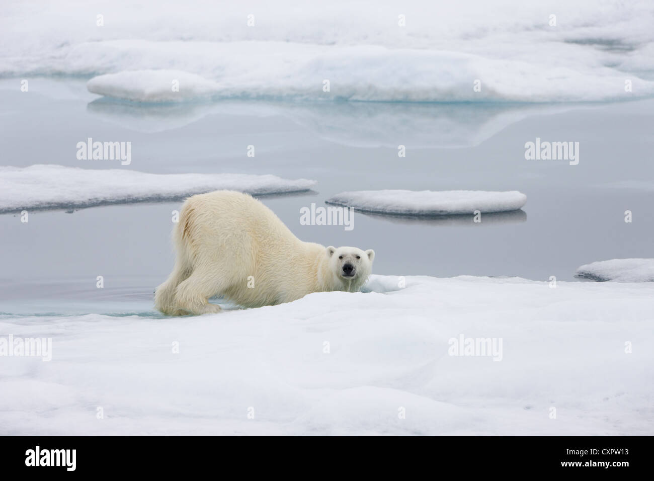 Polar Bear on the ice, Spitsbergen, Norway Stock Photo