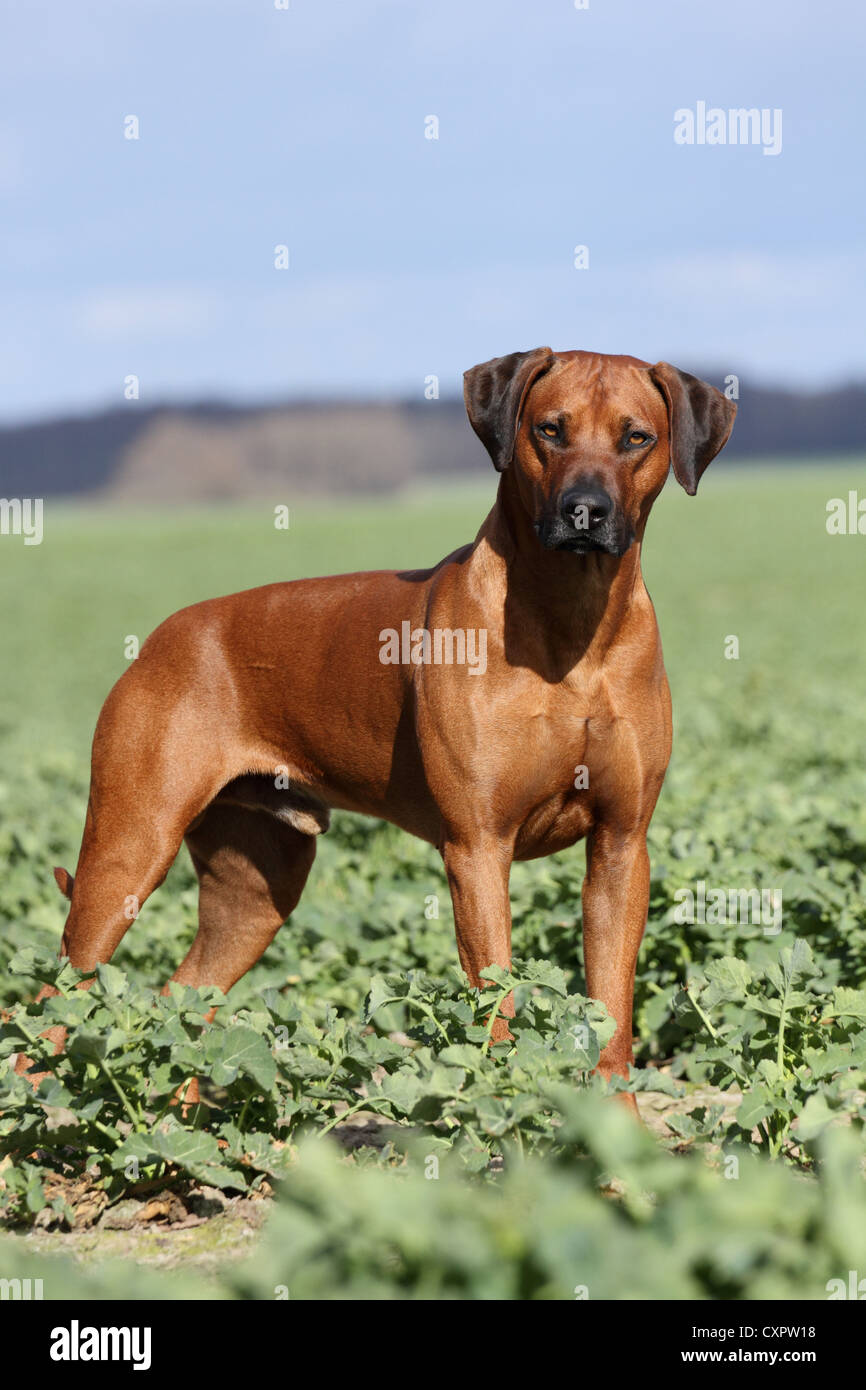 Dog brown dog rhodesian ridgeback hi-res stock photography and images ...