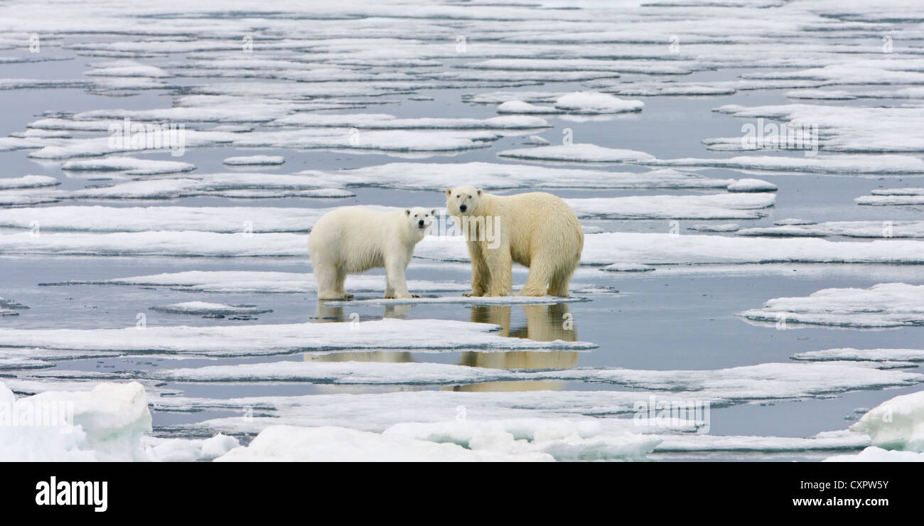 Two Polar Bears on ice, Spitsbergen, Norway Stock Photo