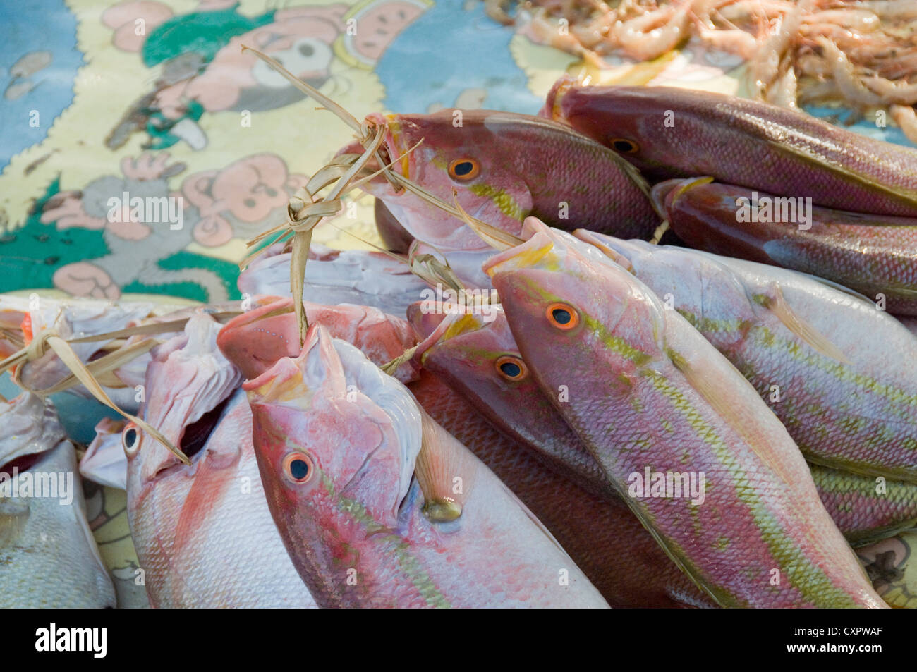 row of Cioba fish - fish market Fortaleza Ceara Brazil Stock Photo