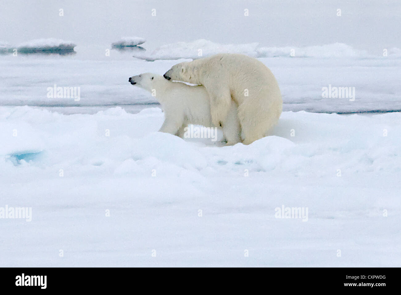Polar Bears mating on ice, Spitsbergen, Norway Stock Photo