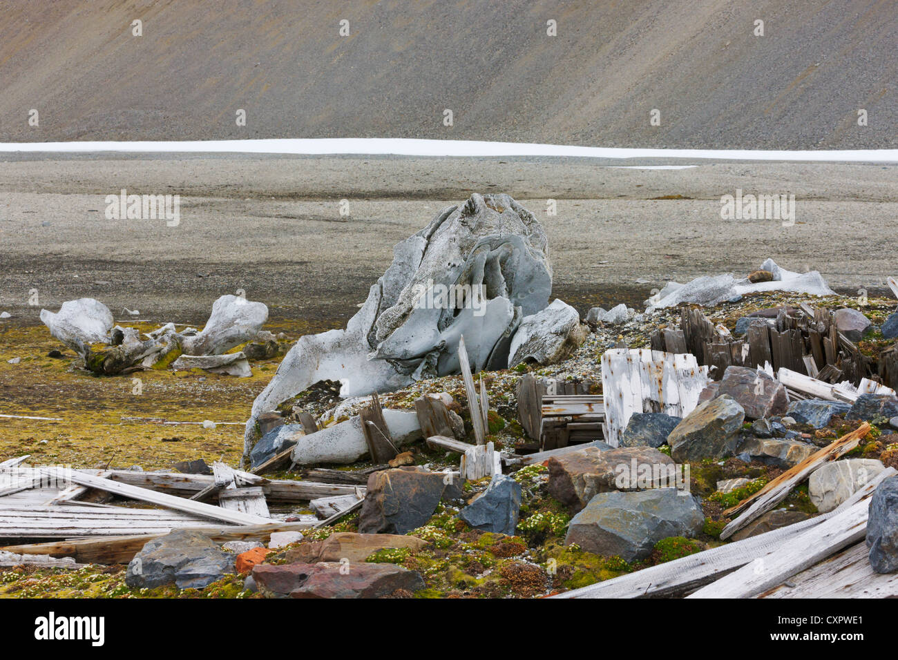 Beluga Whale skeleton, Burgerbukta, whaling station, Spitsbergen, Norway Stock Photo