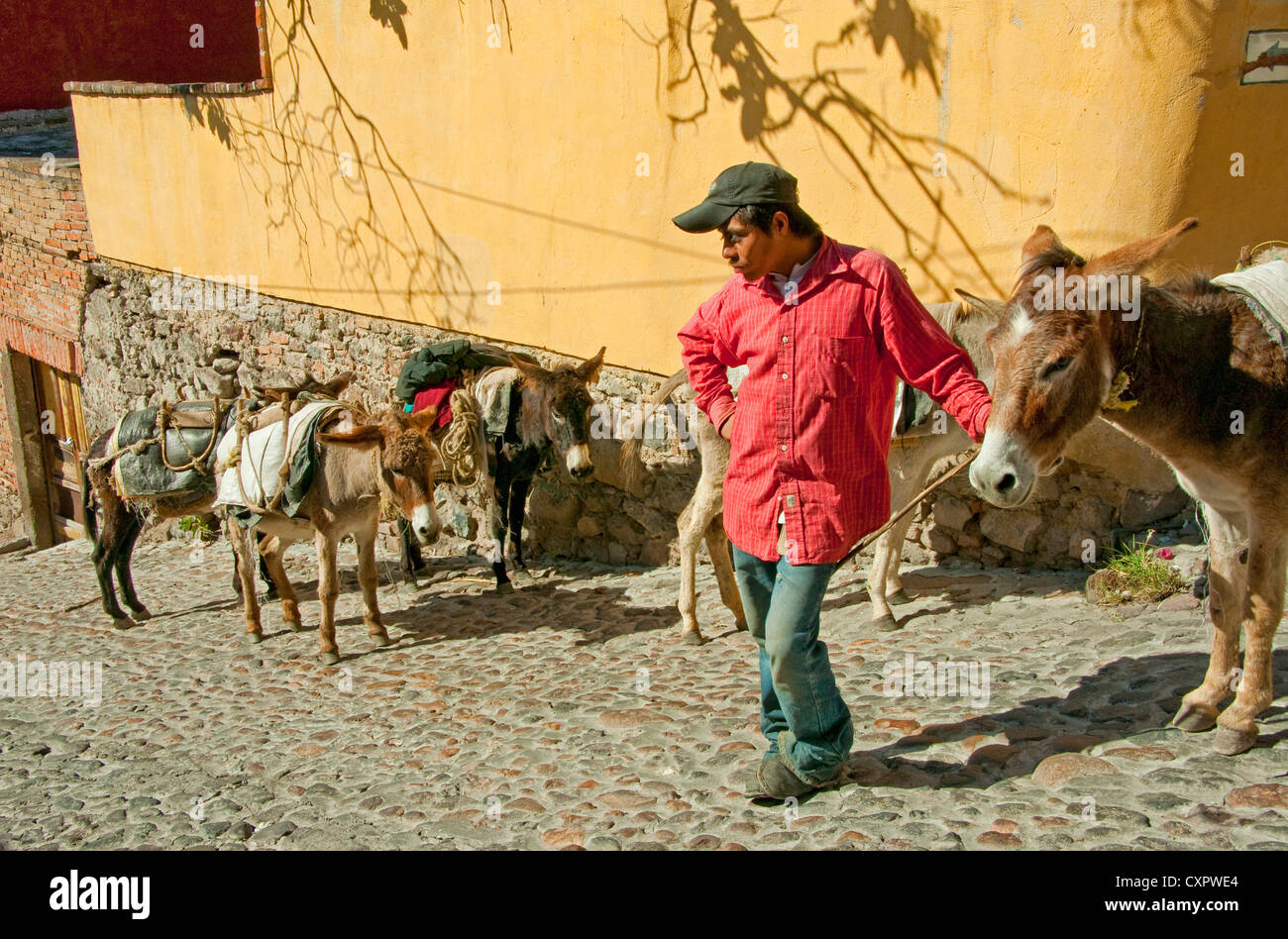 San Miguel de Allende burro wrangler on city street Stock Photo