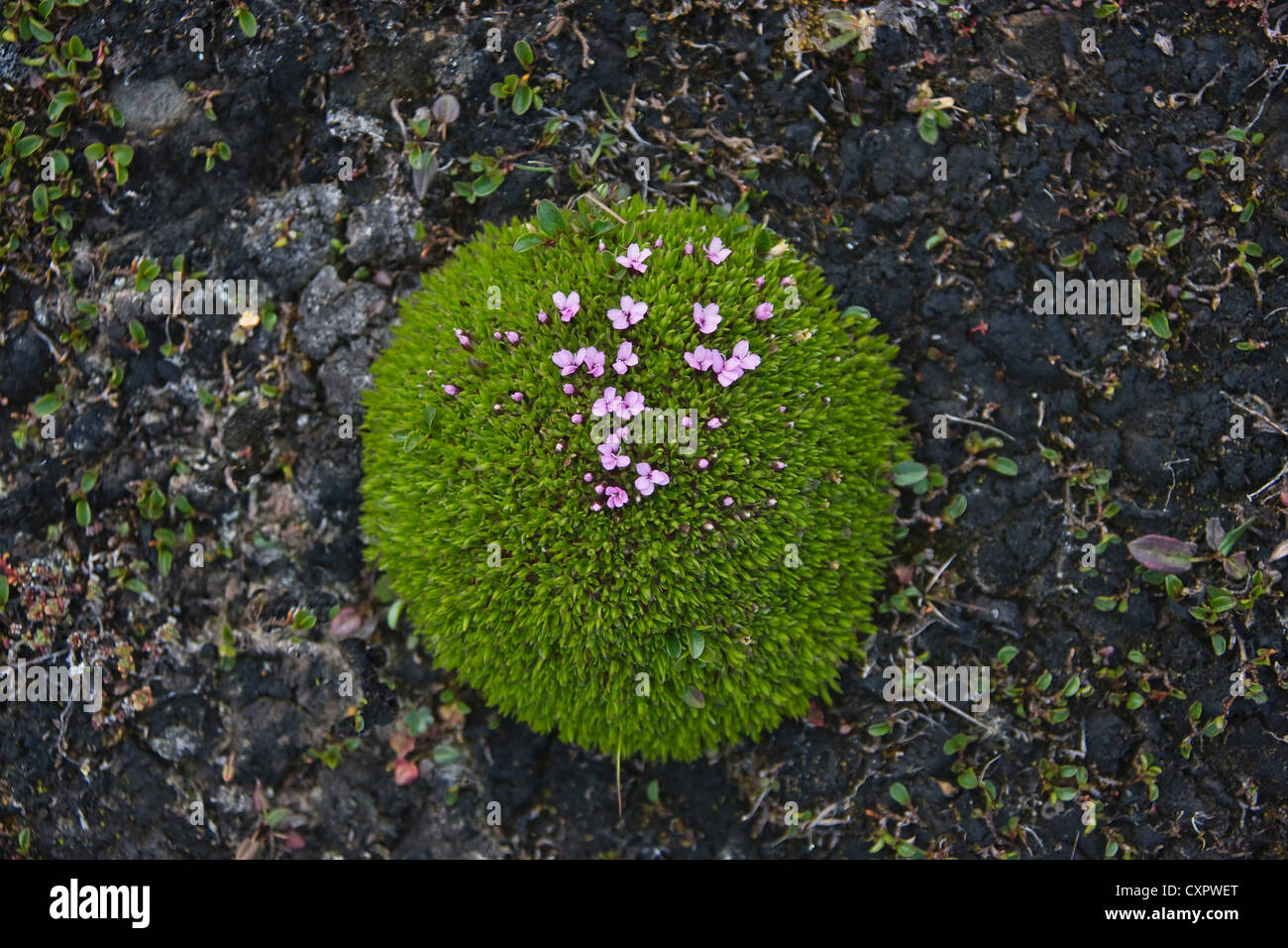 Purple saxifrage (Saxifraga oppositifolia), Burgerbukta, Spitsbergen, Norway Stock Photo