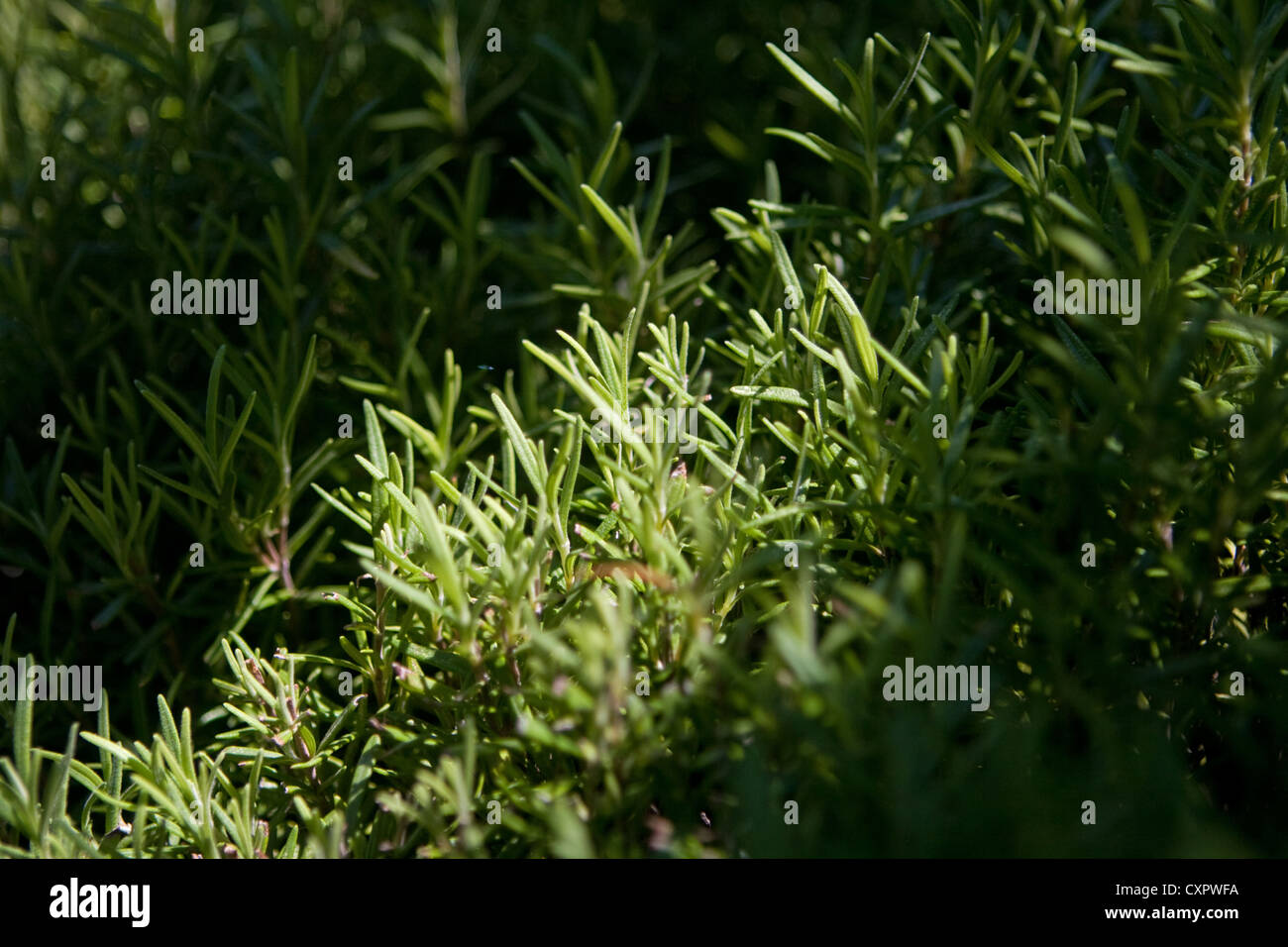 Rosemary bush catching the sun Stock Photo Alamy