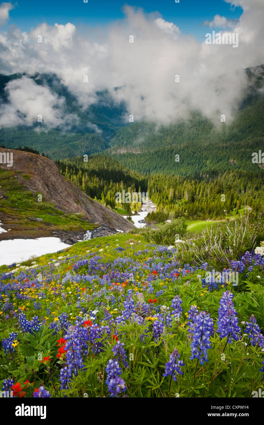The wildflowers are abundant along the Heliotrope Ridge Trail in the Mt ...