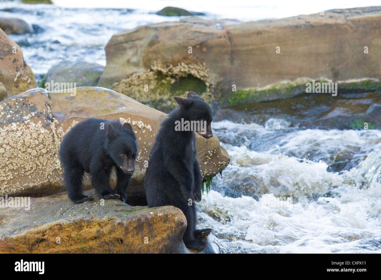 Two young black bear cubs learning to fish at a waterfall at the mouth of  the keogh river vancouver island canada Stock Photo - Alamy