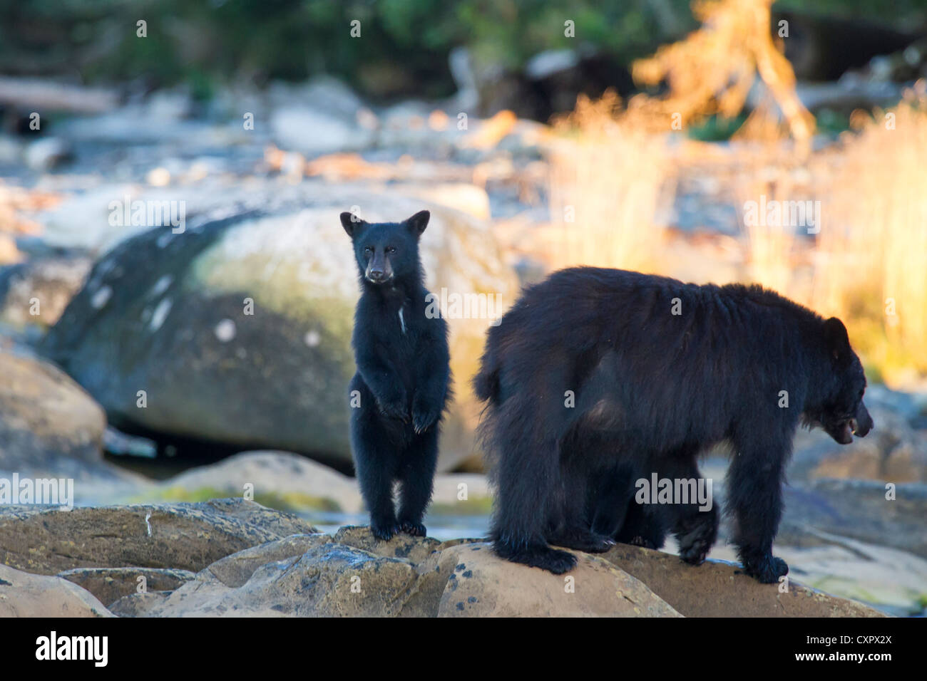 Cute black bear cub hi-res stock photography and images - Alamy