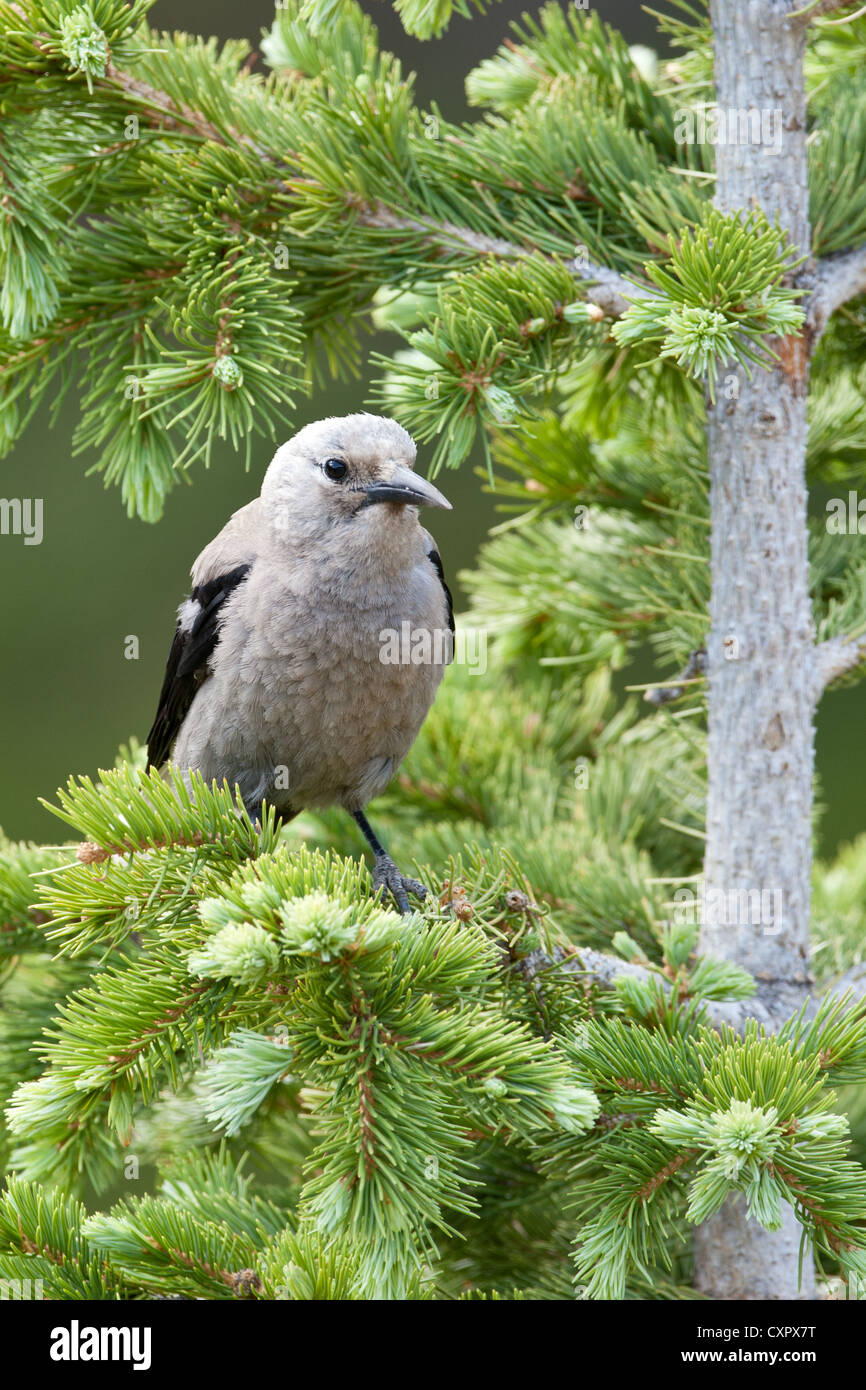 Clark's Nutcracker perching in Spruce Tree bird songbird vertical Stock
