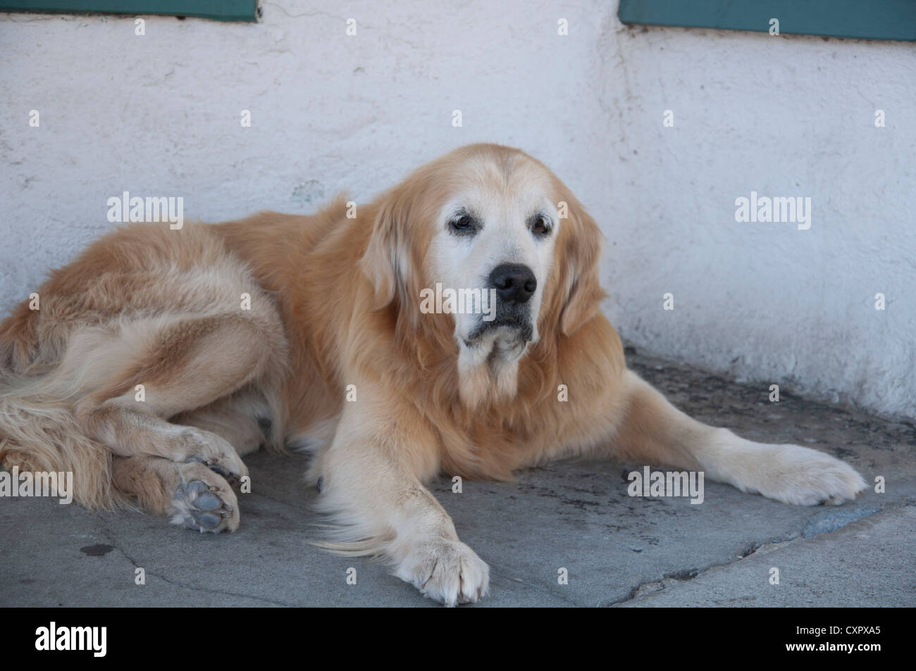 Big golden dog 2025