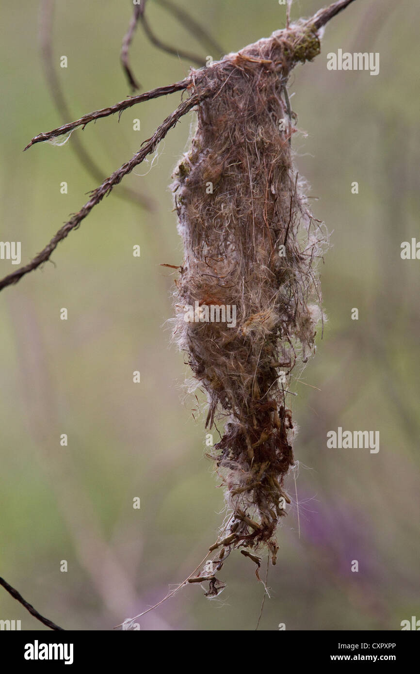 Nest of Common Tody-Flycatcher (Todirostrum cinereum) on grounds of Rancho Naturalista, Costa Rica. Stock Photo