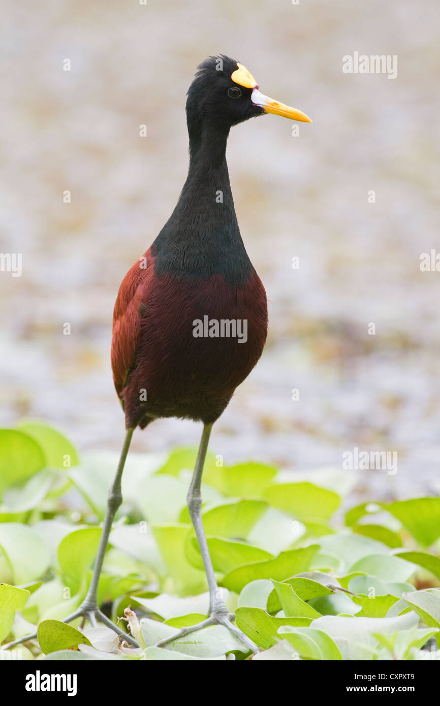 Flora y fauna america central hi-res stock photography and images - Alamy