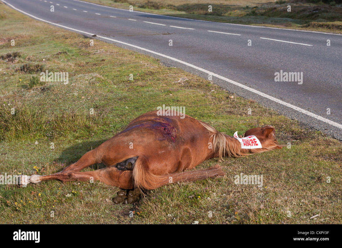 A pony has been hit and killed on the road by a car or lorry in the New Forest National Park, UK Stock Photo