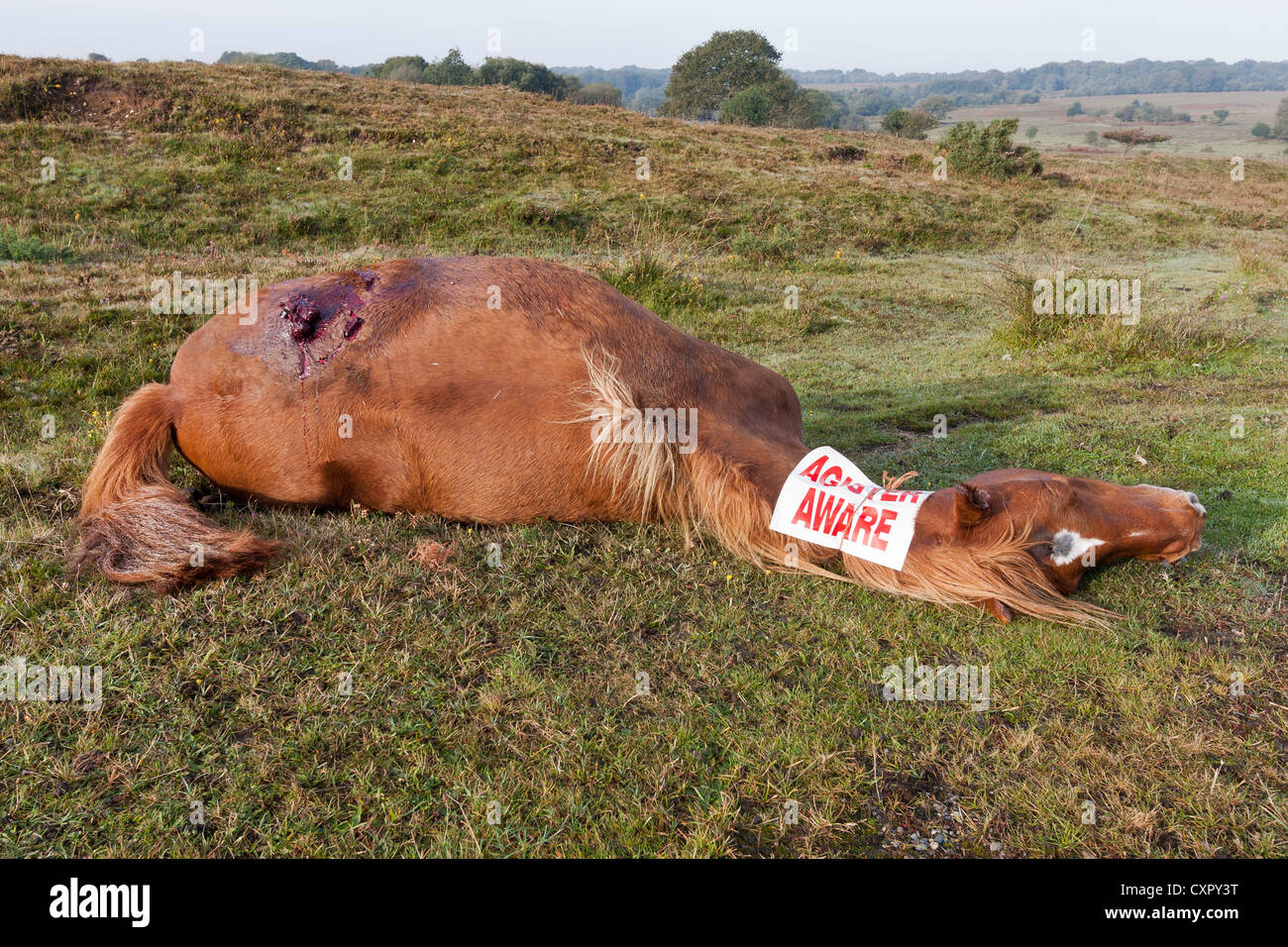 A pony has been hit and killed on the road by a car or lorry in the New Forest National Park, UK Stock Photo