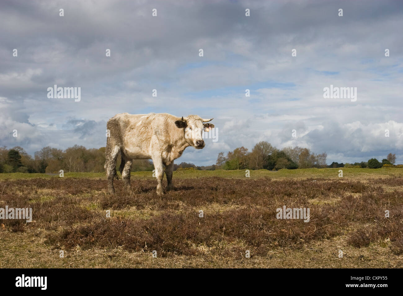 A light colored horned cow in the New Forest roams free to graze. The grazing helps to manage the Forest heathland. Stock Photo