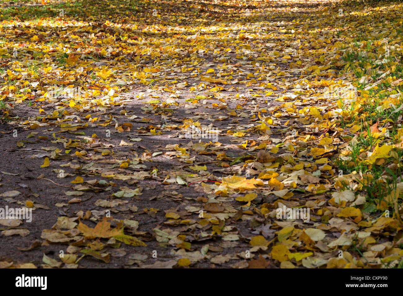 Path strewn with autumn leaves hi-res stock photography and images - Alamy
