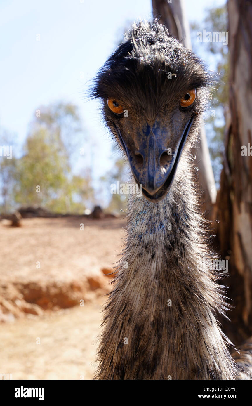 Portrait of an Emu in the zoo at La Reserva Sevilla El Castillo de las Guardas, Spain (similar to ostrich). Stock Photo